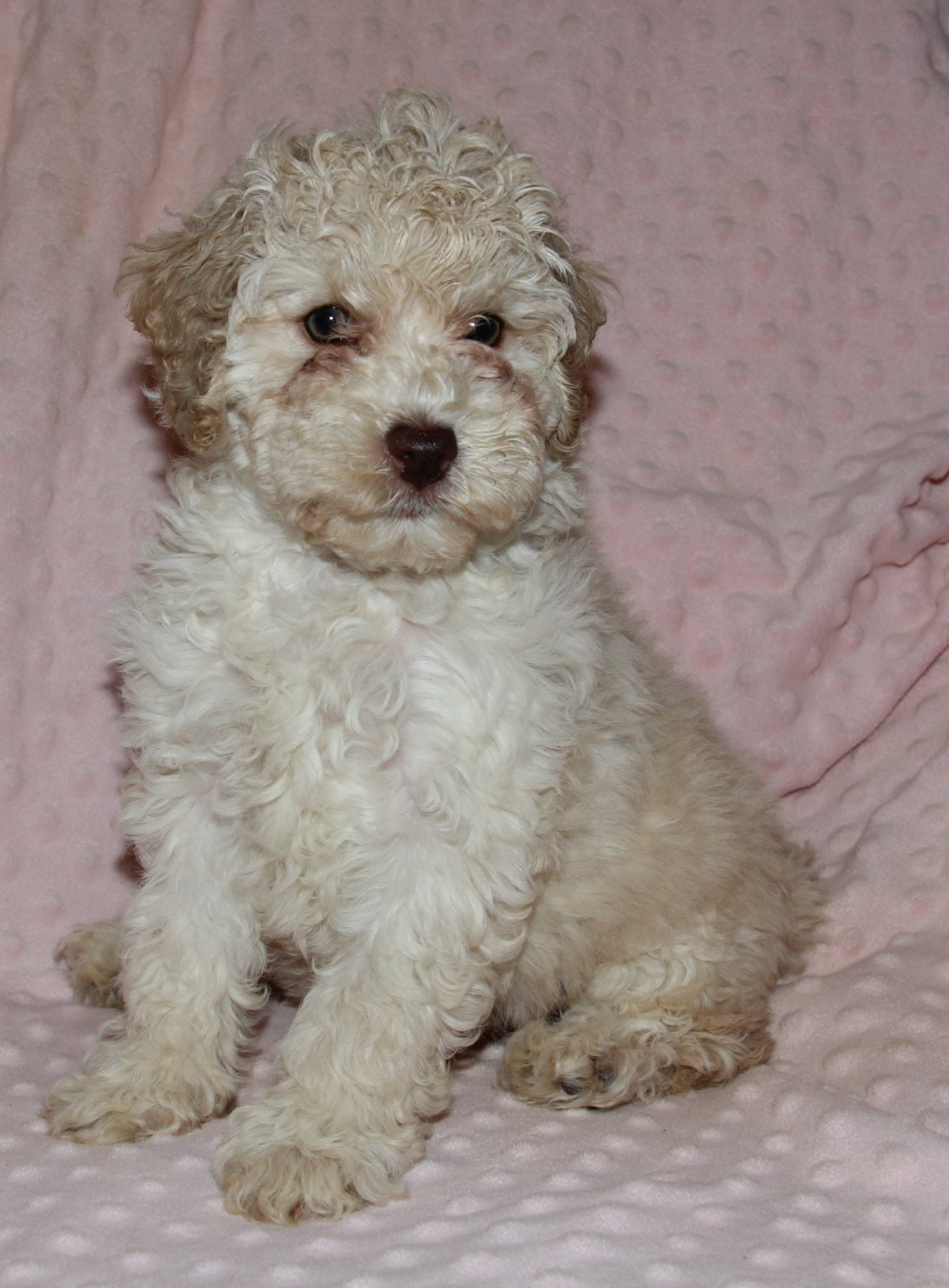 The Moyen Poodle - Premium Moyen Poodle Puppy Breeder in Texas!