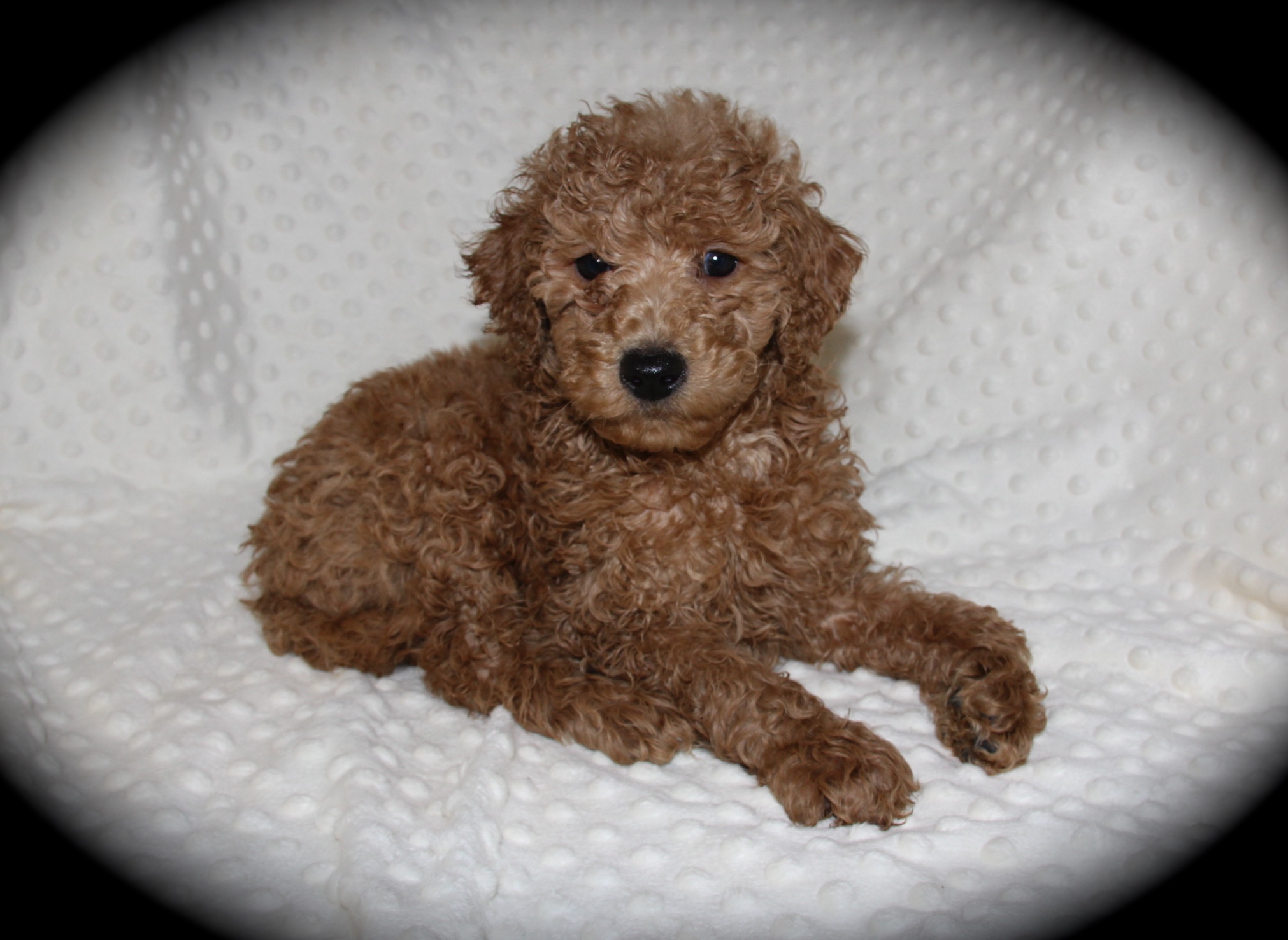 The Moyen Poodle - Premium Moyen Poodle Puppy Breeder in Texas!