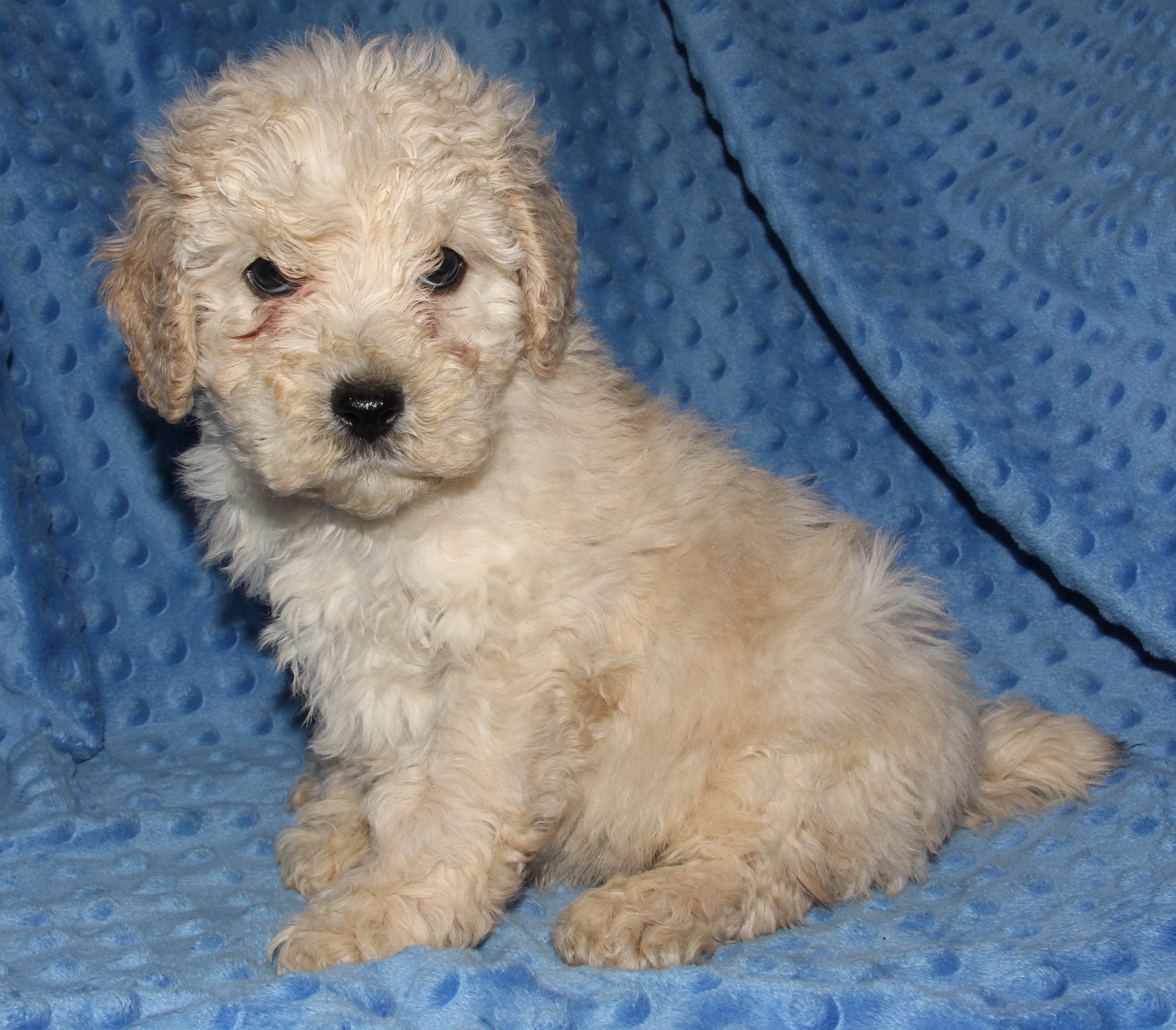 The Moyen Poodle - Premium Moyen Poodle Puppy Breeder in Texas!