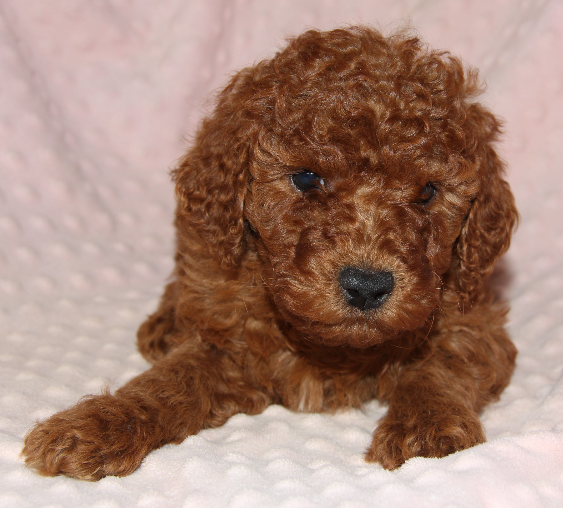 TheMoyenPoodle.com - Premium Moyen Poodle Breeder in Texas