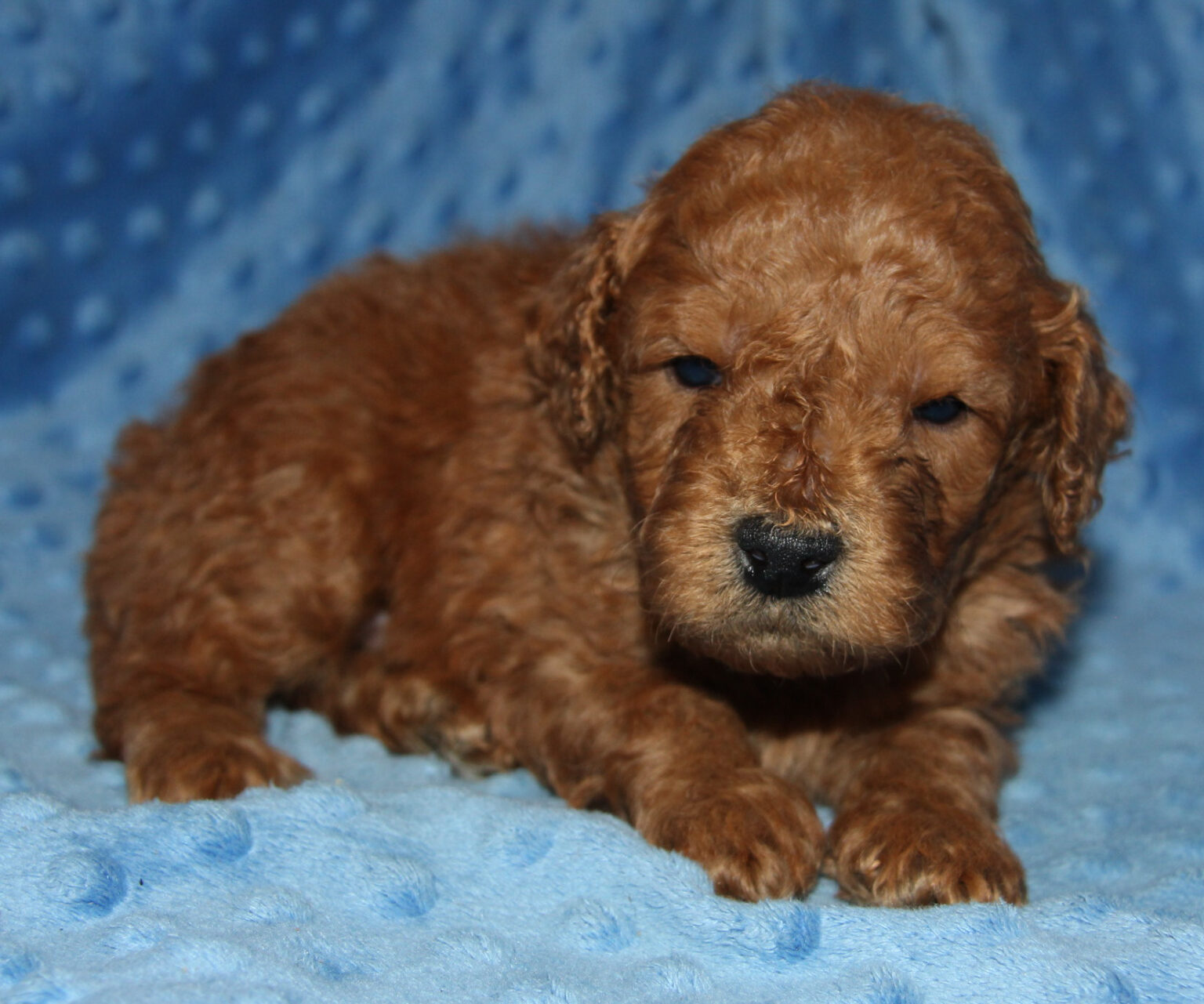 The Moyen Poodle - Premium Moyen Poodle Puppy Breeder in Texas!