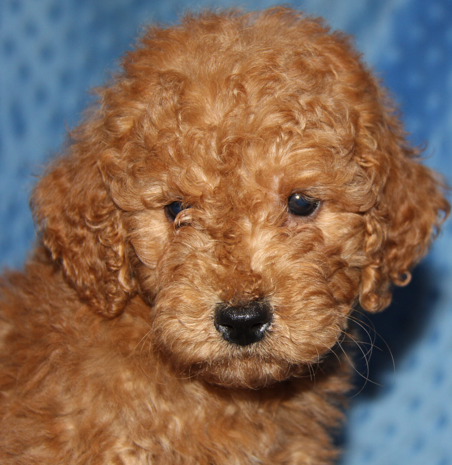 The Moyen Poodle - Premium Moyen Poodle Puppy Breeder in Texas!