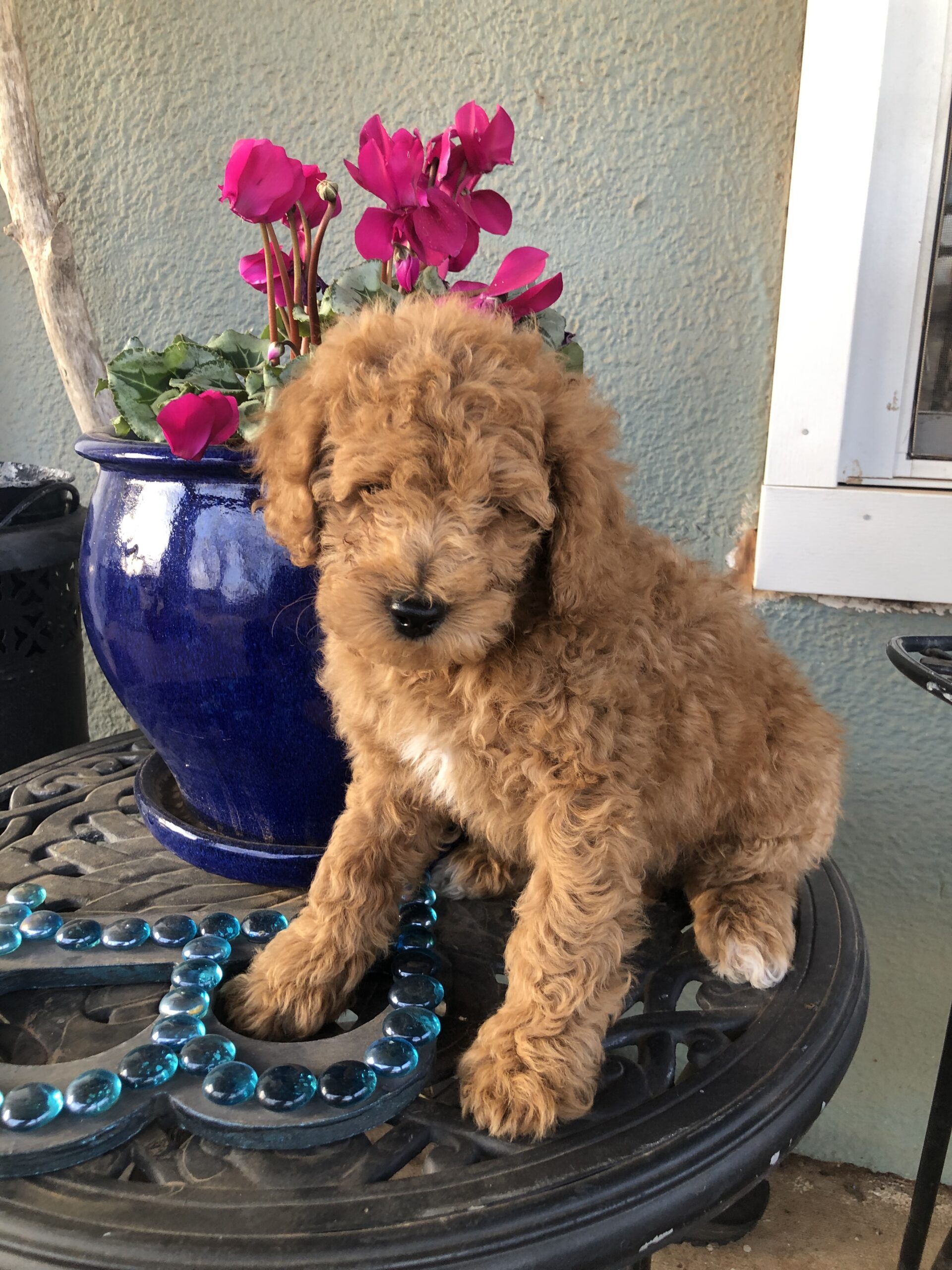 TheMoyenPoodle.com - Premium Moyen Poodle Breeder in Texas