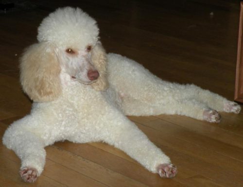 Moyen Poodle Breeders in Texas Small Standard Poodles