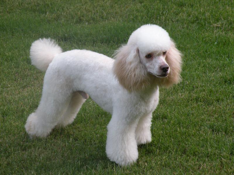 Moyen hot sale poodle price